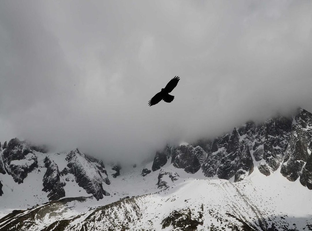 How to Capture Stunning Tiz Photos: Step-by-Step Guide