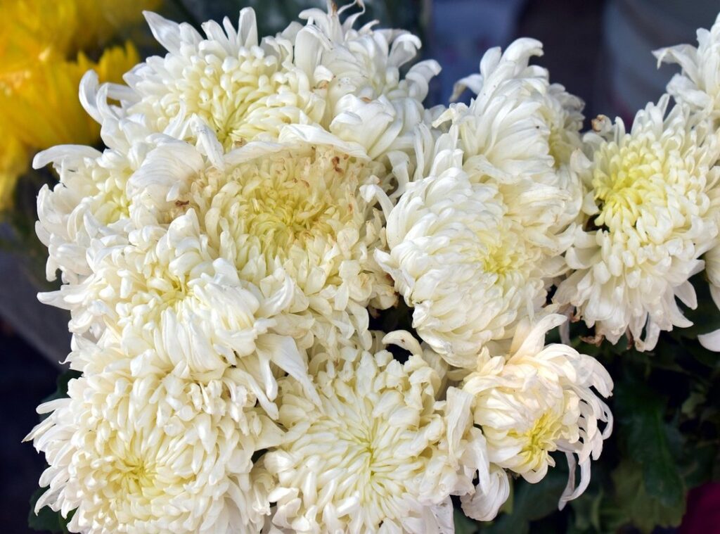 codename anastasia yugenmanga